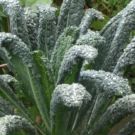 Kale Nero Di Toscana